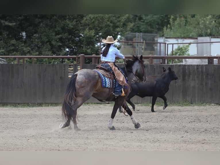 American Quarter Horse Ruin 7 Jaar 160 cm Roan-Blue in Grand Island, NE