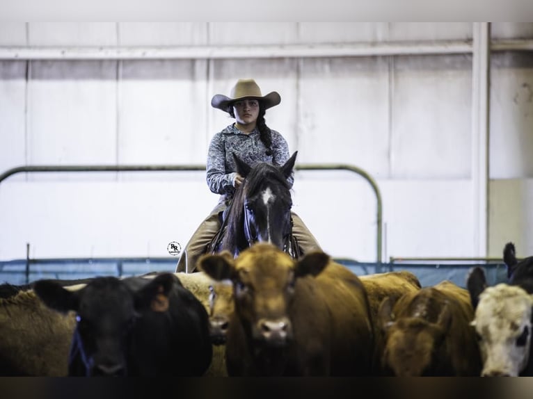 American Quarter Horse Ruin 7 Jaar 160 cm Roan-Blue in Grand Island, NE