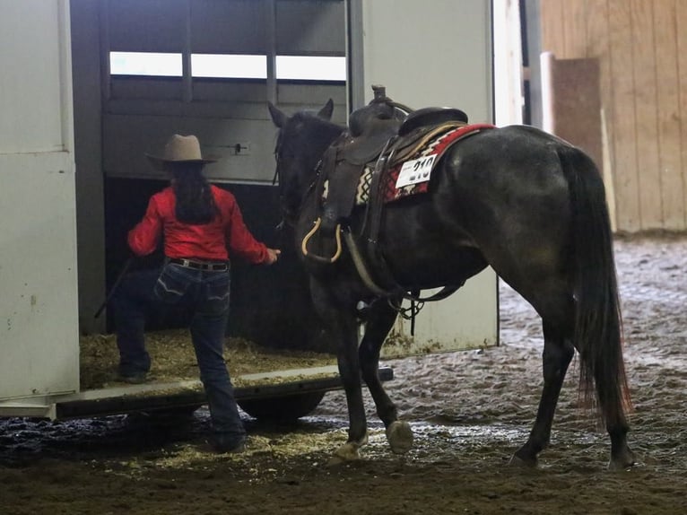 American Quarter Horse Ruin 7 Jaar 160 cm Roan-Blue in Grand Island, NE