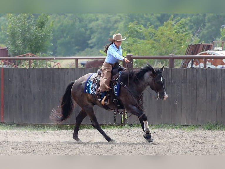 American Quarter Horse Ruin 7 Jaar 160 cm Roan-Blue in Grand Island, NE