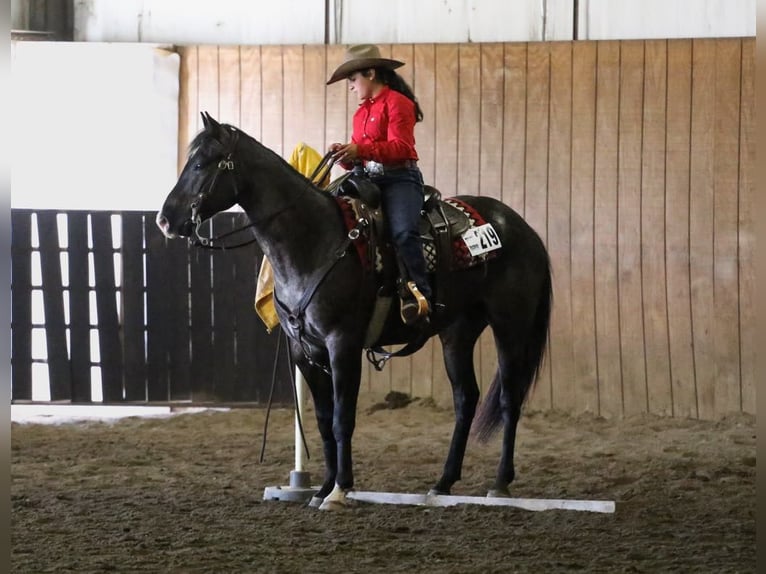 American Quarter Horse Ruin 7 Jaar 160 cm Roan-Blue in Grand Island, NE
