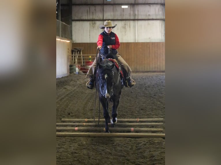 American Quarter Horse Ruin 7 Jaar 160 cm Roan-Blue in Grand Island, NE
