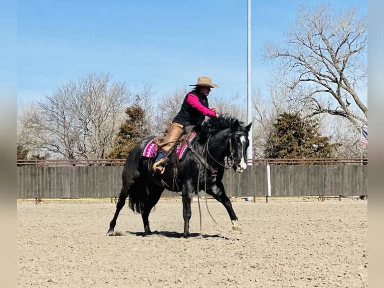 American Quarter Horse Ruin 7 Jaar 160 cm Roan-Blue in Grand Island, NE