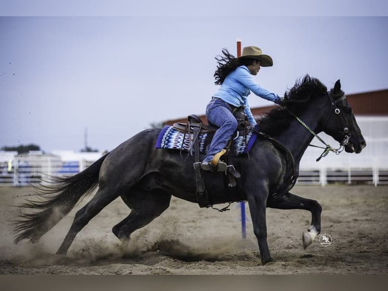 American Quarter Horse Ruin 7 Jaar 160 cm Roan-Blue in Grand Island, NE