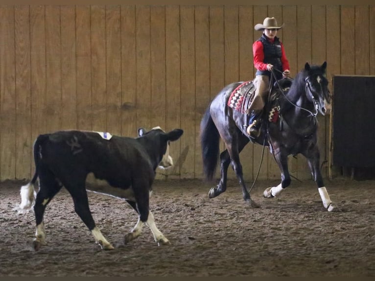 American Quarter Horse Ruin 7 Jaar 160 cm Roan-Blue in Grand Island, NE