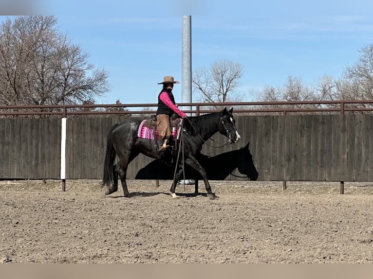 American Quarter Horse Ruin 7 Jaar 160 cm Roan-Blue in Grand Island, NE