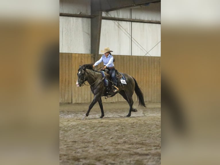 American Quarter Horse Ruin 7 Jaar 160 cm Roan-Blue in Grand Island, NE