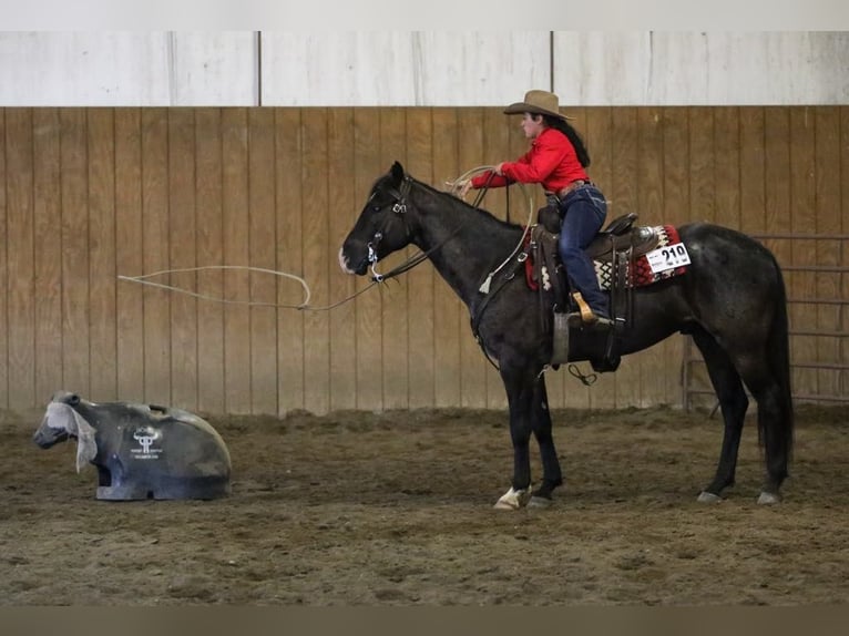 American Quarter Horse Ruin 7 Jaar 160 cm Roan-Blue in Grand Island, NE