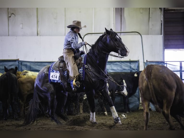 American Quarter Horse Ruin 7 Jaar 160 cm Roan-Blue in Grand Island, NE