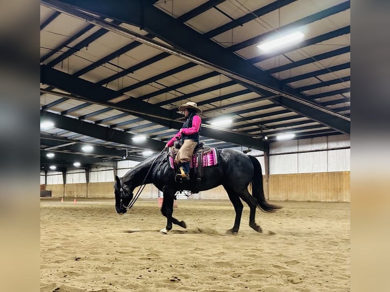 American Quarter Horse Ruin 7 Jaar 160 cm Roan-Blue in Grand Island, NE