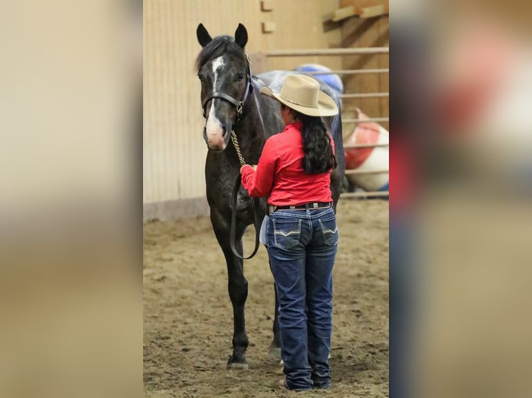American Quarter Horse Ruin 7 Jaar 160 cm Roan-Blue in Grand Island, NE