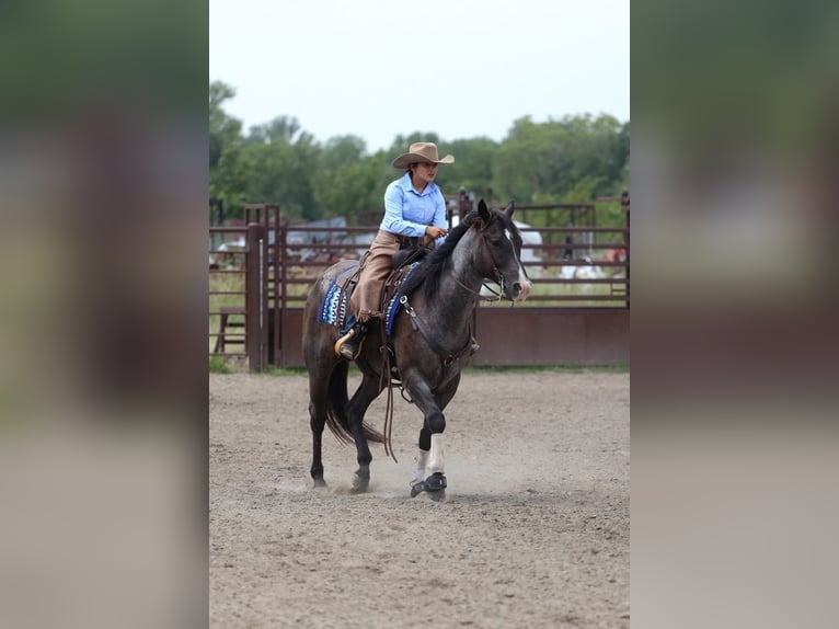 American Quarter Horse Ruin 7 Jaar 160 cm Roan-Blue in Grand Island, NE
