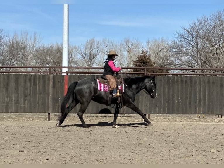 American Quarter Horse Ruin 7 Jaar 160 cm Roan-Blue in Grand Island, NE