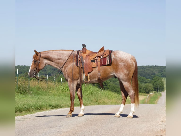 American Quarter Horse Ruin 7 Jaar 160 cm Roan-Red in Purdy, MO