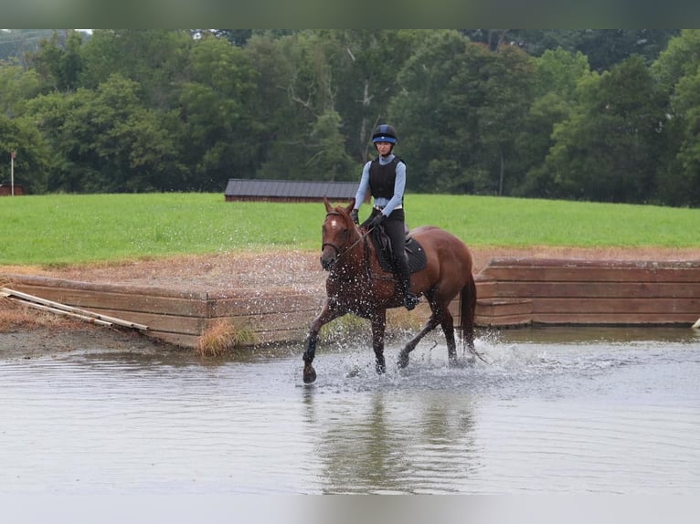 American Quarter Horse Ruin 7 Jaar 160 cm Roan-Red in Clover, SC