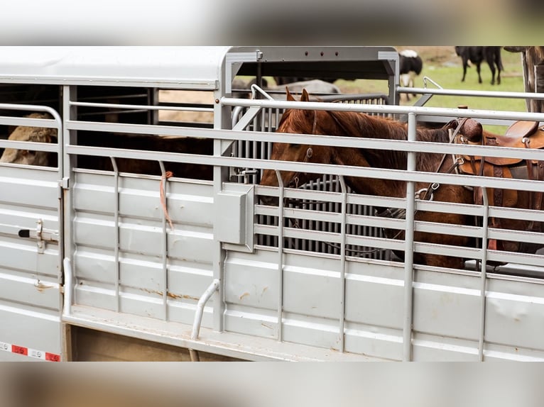 American Quarter Horse Ruin 7 Jaar 160 cm Roan-Red in Santa Fe. TN