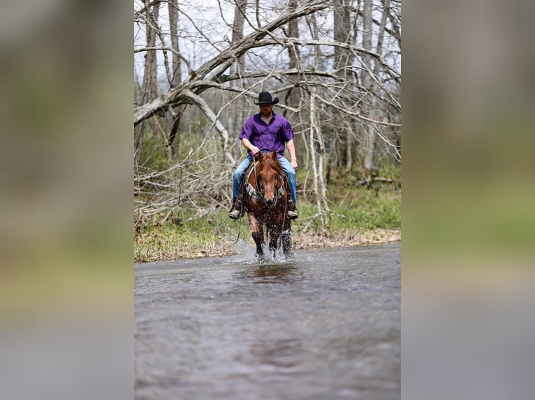 American Quarter Horse Ruin 7 Jaar 160 cm Roan-Red in Santa Fe. TN