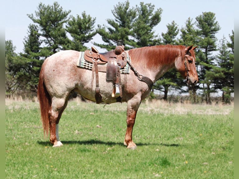 American Quarter Horse Ruin 7 Jaar 160 cm Roan-Red in walkerton IN