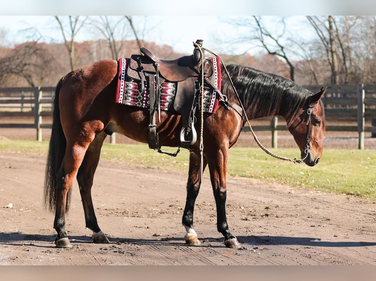 American Quarter Horse Ruin 7 Jaar 160 cm Roodbruin in Saginaw