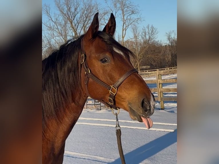 American Quarter Horse Ruin 7 Jaar 160 cm Roodbruin in Saginaw