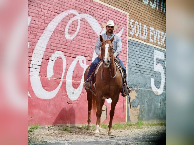 American Quarter Horse Ruin 7 Jaar 160 cm Roodvos in Grand Saline