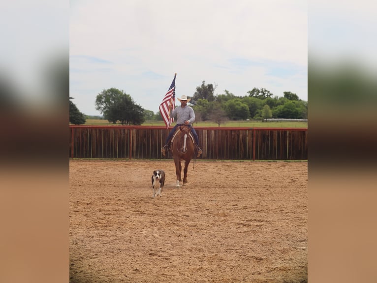 American Quarter Horse Ruin 7 Jaar 160 cm Roodvos in Grand Saline