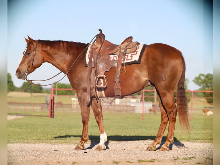 American Quarter Horse Ruin 7 Jaar 160 cm Roodvos in Grand Saline