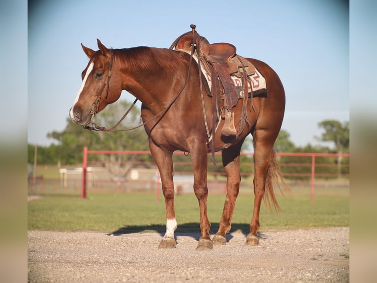 American Quarter Horse Ruin 7 Jaar 160 cm Roodvos in Grand Saline