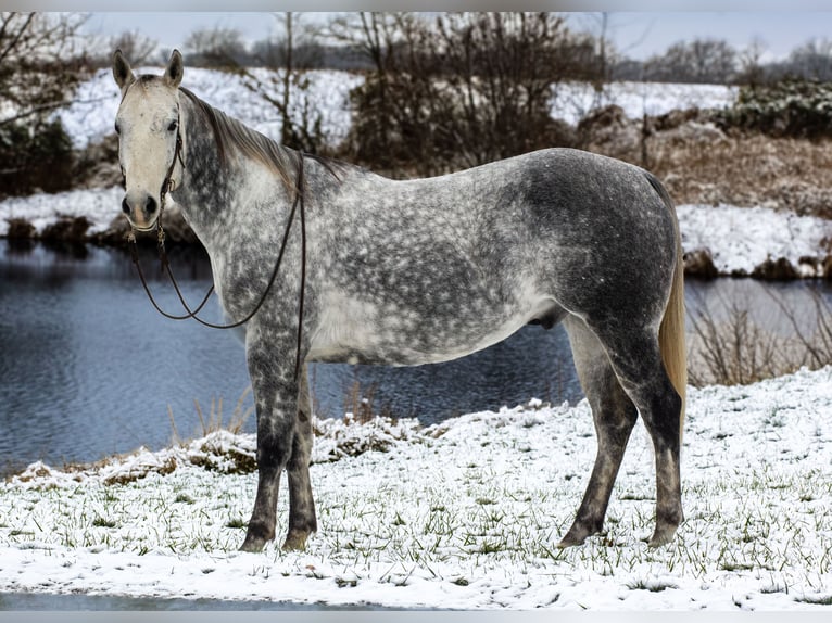 American Quarter Horse Ruin 7 Jaar 160 cm Schimmel in Henderson