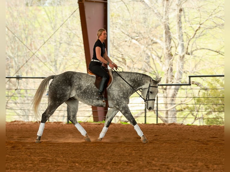 American Quarter Horse Ruin 7 Jaar 160 cm Schimmel in Quitman