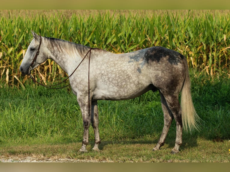 American Quarter Horse Ruin 7 Jaar 160 cm Schimmel in Henderson