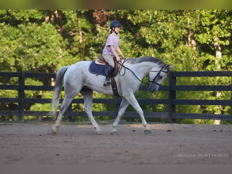 American Quarter Horse Ruin 7 Jaar 160 cm Schimmel in Clover