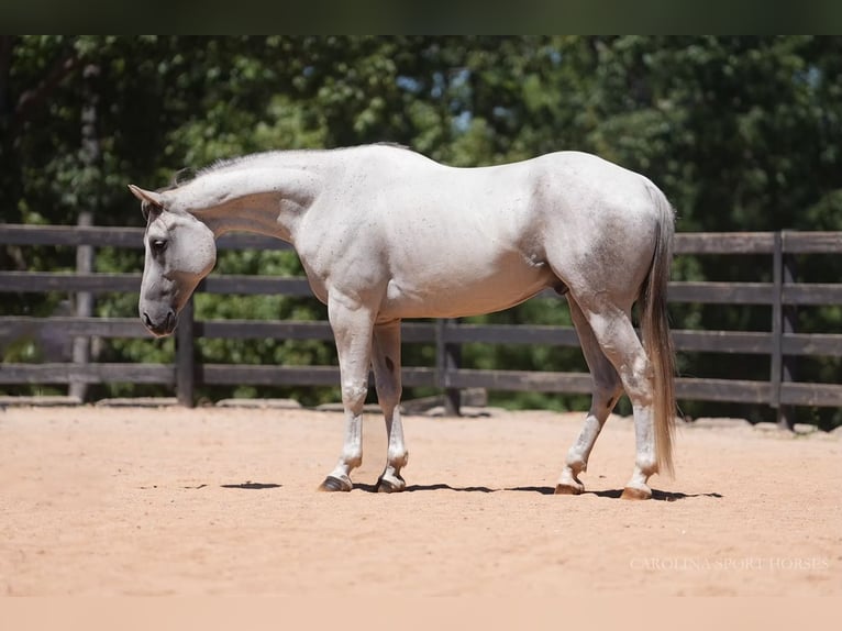American Quarter Horse Ruin 7 Jaar 160 cm Schimmel in Clover