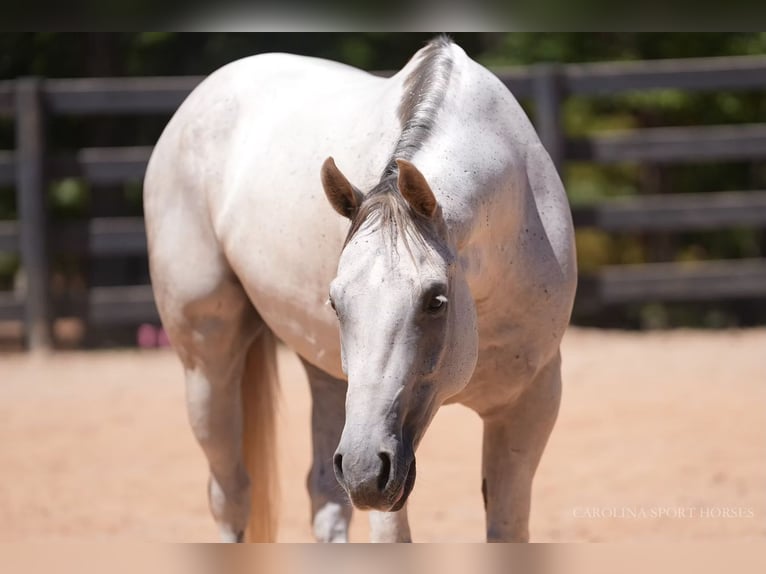 American Quarter Horse Ruin 7 Jaar 160 cm Schimmel in Clover