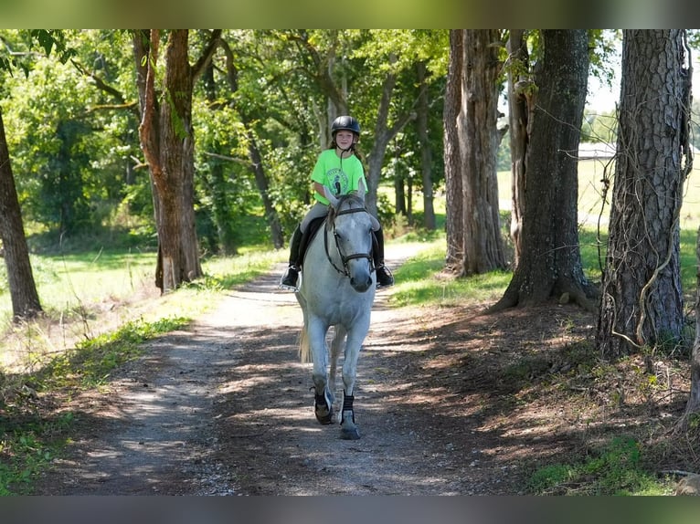 American Quarter Horse Ruin 7 Jaar 160 cm Schimmel in Clover