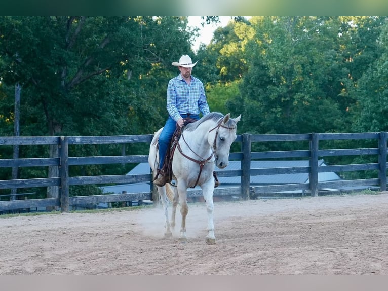 American Quarter Horse Ruin 7 Jaar 160 cm Schimmel in Clover