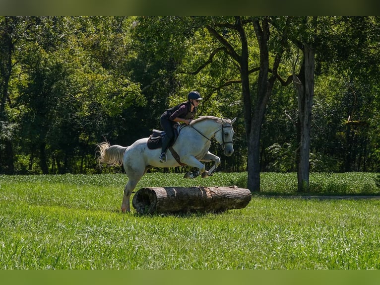American Quarter Horse Ruin 7 Jaar 160 cm Schimmel in Clover