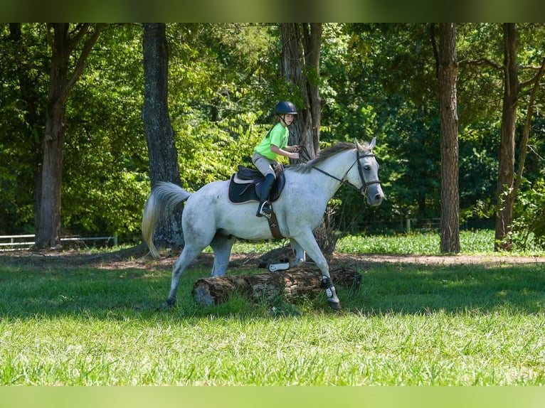 American Quarter Horse Ruin 7 Jaar 160 cm Schimmel in Clover