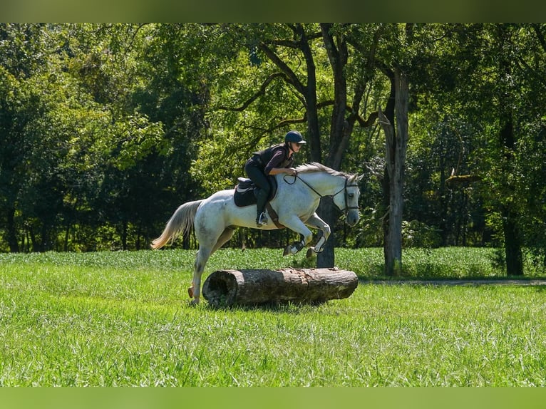 American Quarter Horse Ruin 7 Jaar 160 cm Schimmel in Clover