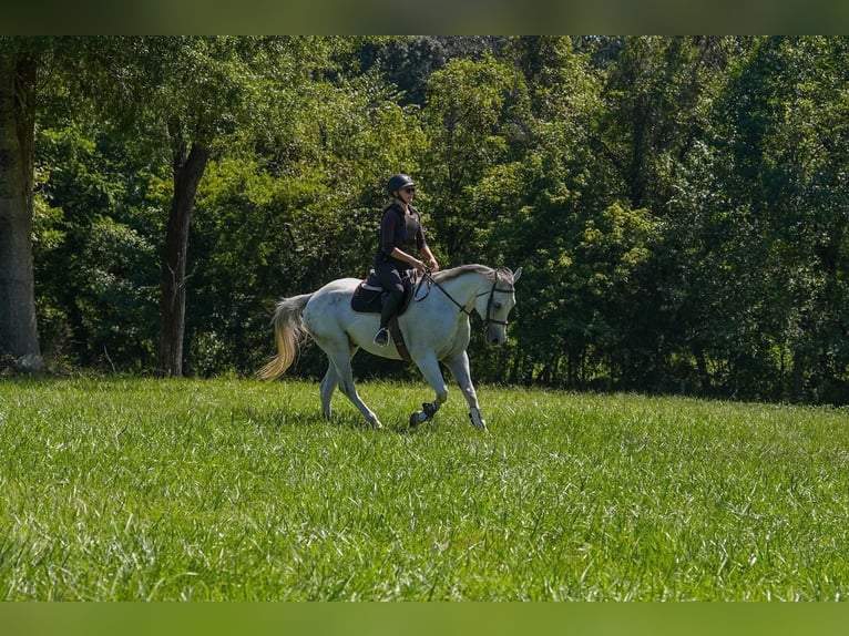 American Quarter Horse Ruin 7 Jaar 160 cm Schimmel in Clover