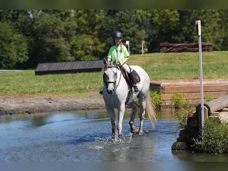 American Quarter Horse Ruin 7 Jaar 160 cm Schimmel in Clover