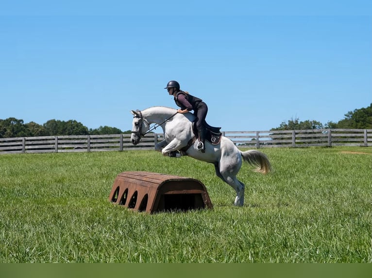 American Quarter Horse Ruin 7 Jaar 160 cm Schimmel in Clover