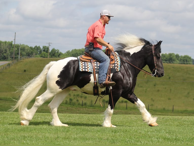 American Quarter Horse Ruin 7 Jaar 160 cm Tobiano-alle-kleuren in Mt. Vernon KY