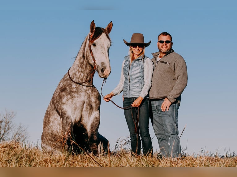 American Quarter Horse Ruin 7 Jaar 163 cm Appelschimmel in Hillsboro KY