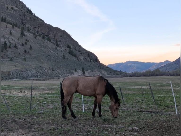 American Quarter Horse Ruin 7 Jaar 163 cm Buckskin in BC, Canada