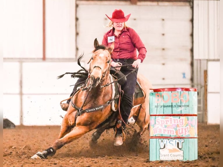 American Quarter Horse Ruin 7 Jaar 163 cm Buckskin in BC, Canada