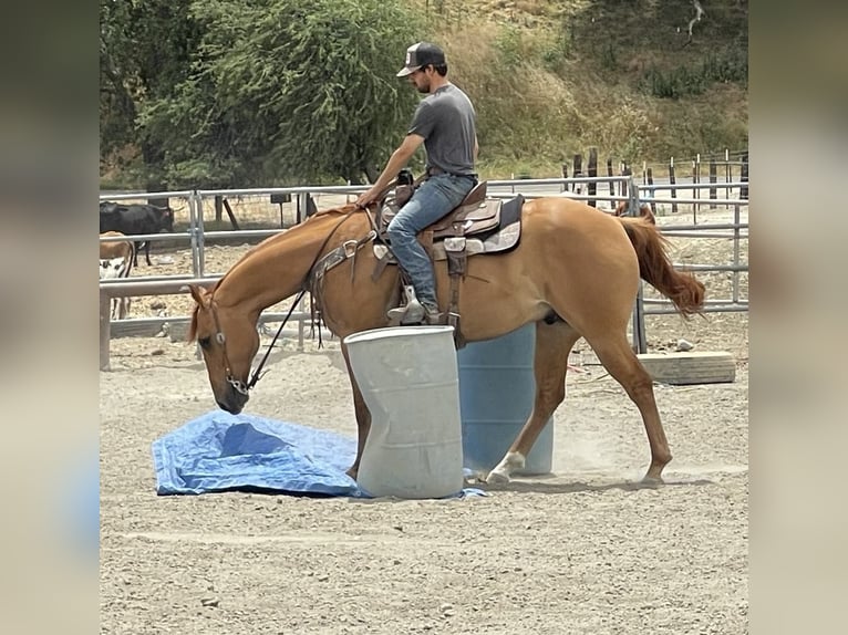 American Quarter Horse Ruin 7 Jaar 163 cm Falbe in Paicines CA