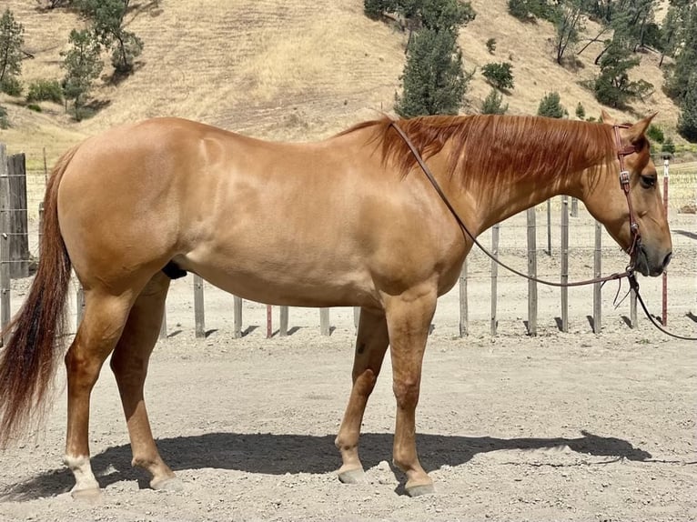 American Quarter Horse Ruin 7 Jaar 163 cm Falbe in Paicines CA