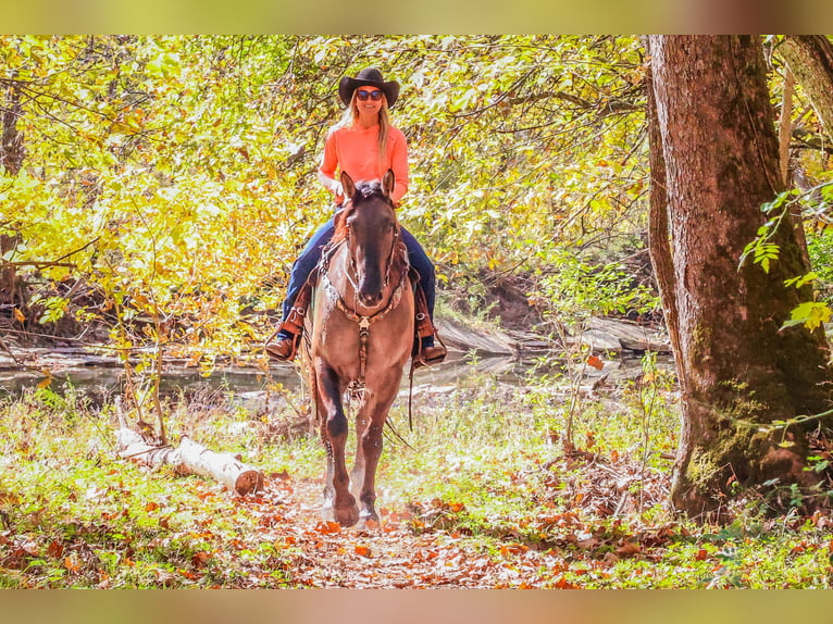 American Quarter Horse Ruin 7 Jaar 163 cm Grullo in Flemingsburg Ky