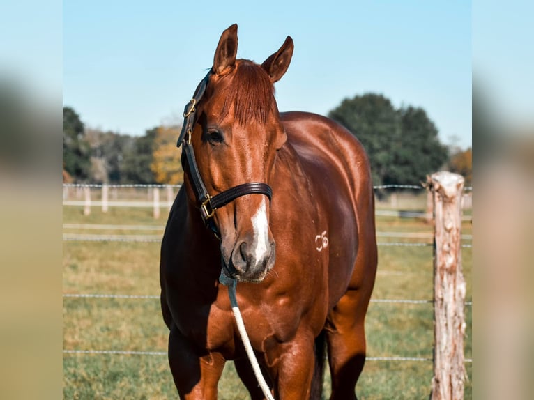 American Quarter Horse Ruin 7 Jaar 163 cm in Alexandria